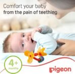 Pigeon, Training Teethers Step 1 ( 4+M ) - Image 4